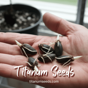 How to Grow Amorphophallus from seeds at Home