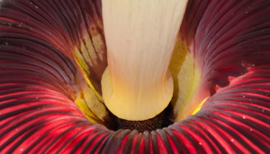The genus Amorphophallus, most famously represented by Amorphophallus titanum, was first scientifically described in 1878 by the Italian botanist Odoardo Beccari