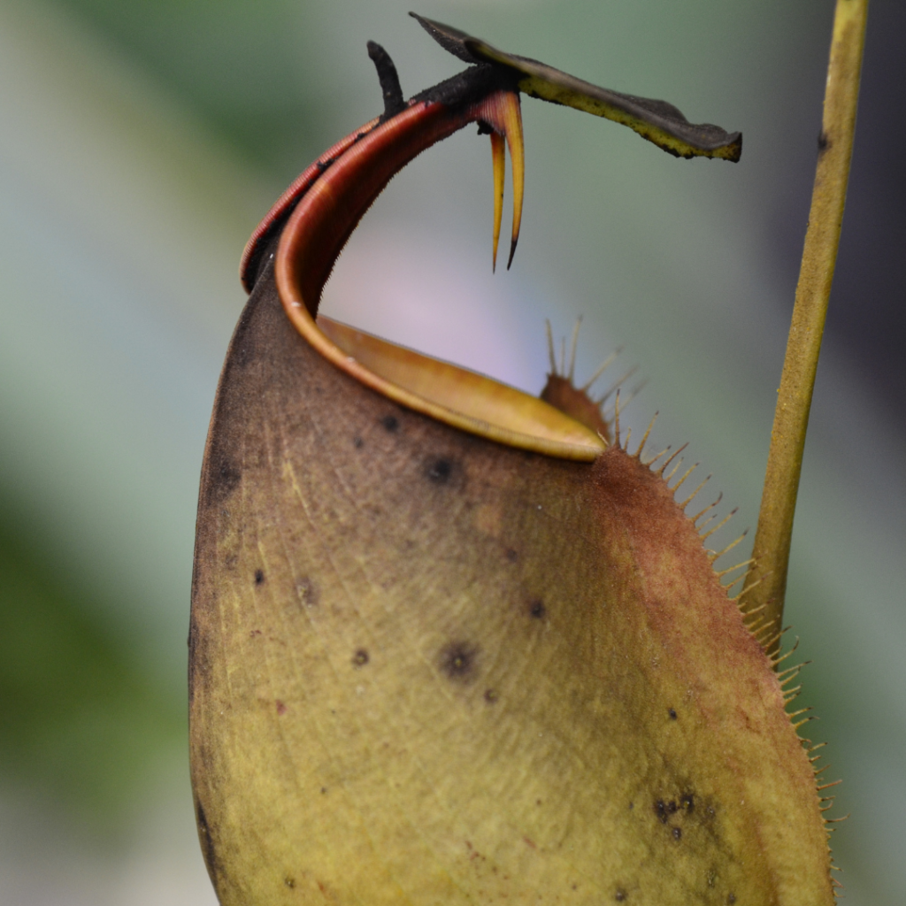 Titanumseeds.com - Buy Aroid and Other Rare Seeds
