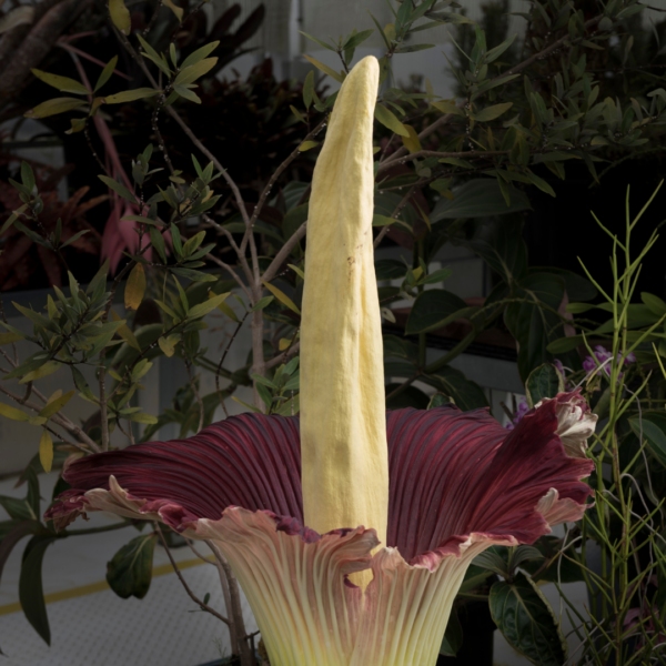 Amorphophallus titanum tubers