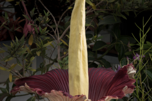Get to know Amorphophallus titanum