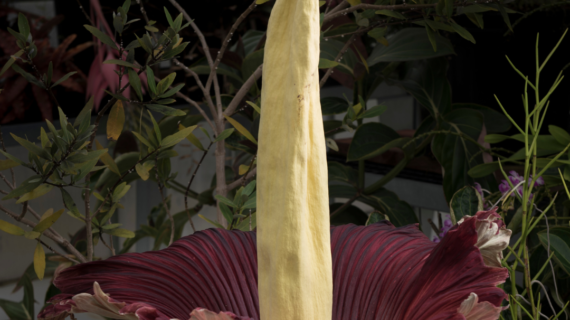 Amorphophallus titanum seeds
