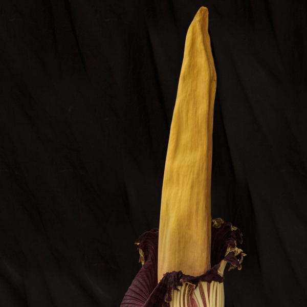 Amorphophallus titanum seeds