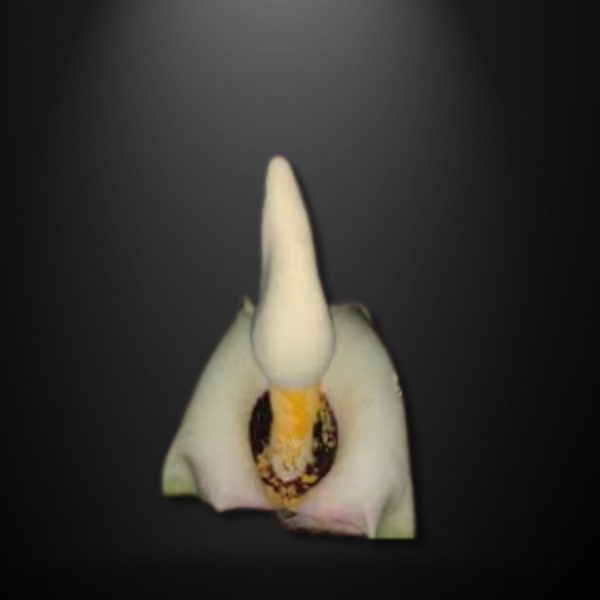 Amorphophallus asper seeds