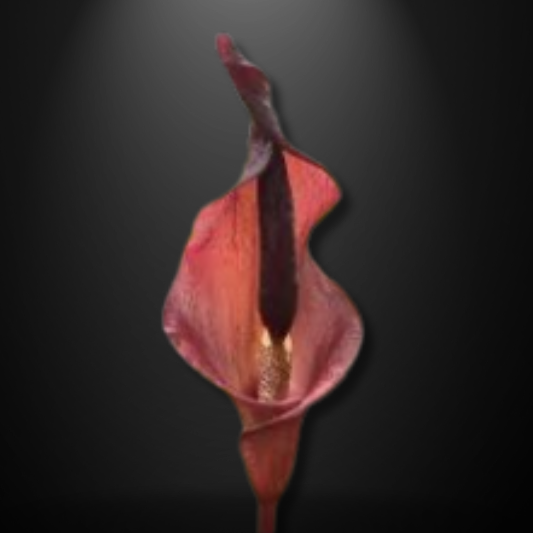 Amorphophallus costatus seeds