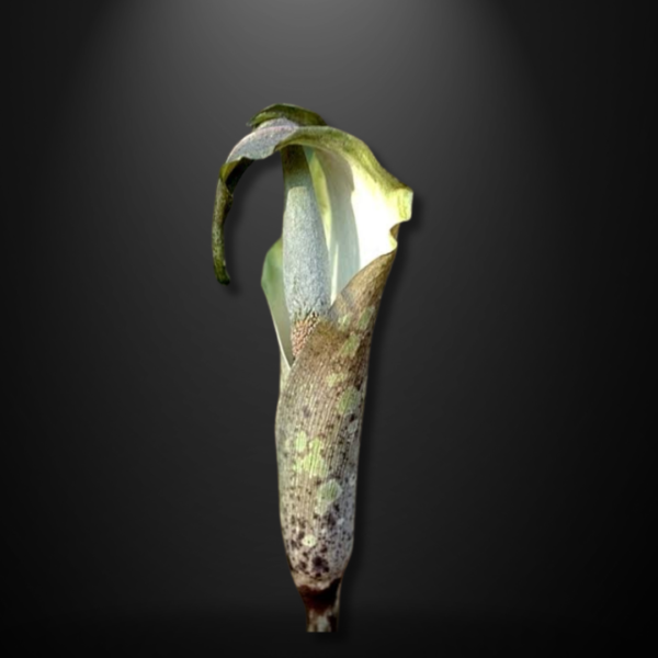 Amorphophallus galbra seeds