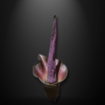 Amorphophallus lambii seeds