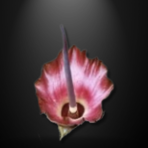 Amorphophallus plicatus seeds
