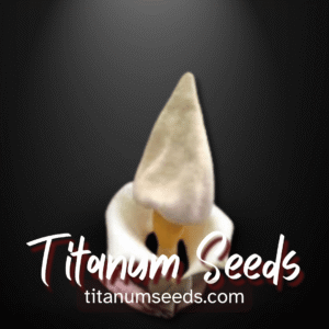 Amorphophallus prainii tubers