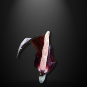 Amorphophallus sagittarius seeds