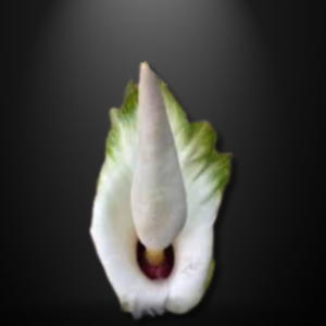 Amorphophallus variabilis seeds