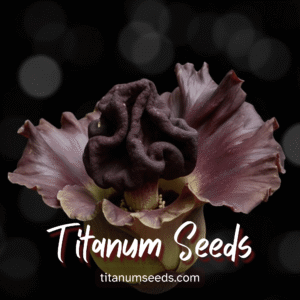 Amorphophallus paeoniifolius seeds