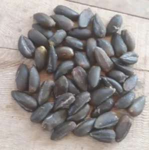 Amorphophallus titanum seeds