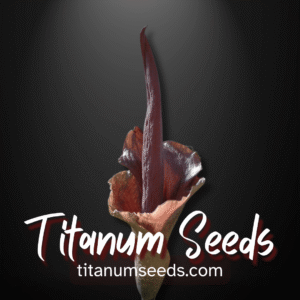 Amorphophallus angulatus tubers