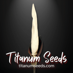 Amorphophallus annulifer tubers