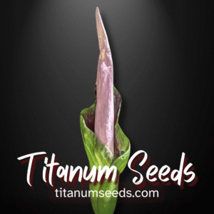 Amorphophallus borneensis tubers