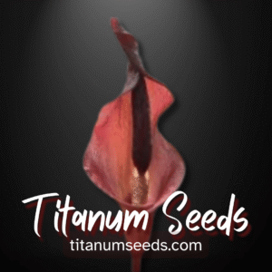 Amorphophallus costatus tubers