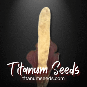 Amorphophallus discophorus tubers