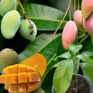 Mango plants