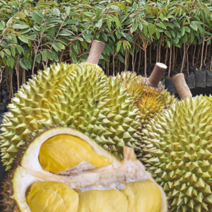 Durio plants