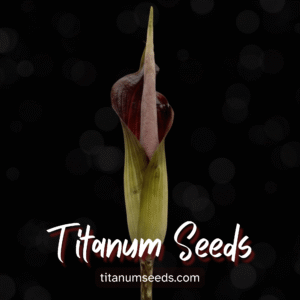 Amorphophallus raungense seeds