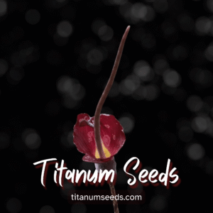 Amorphophallus new sp Sulawesi seeds