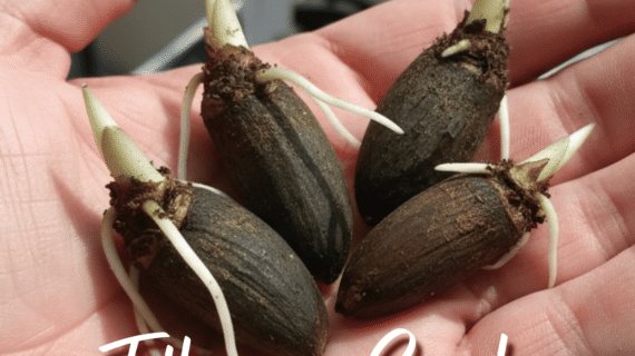 How to Grow Amorphophallus from seeds – Titanum Seeds