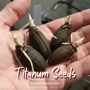 Your premier source for genuine Amorphophallus & rare aroid seeds.