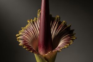 The History of the Corpse Flower