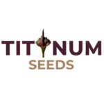 Aroid and Rare Seeds Collection, Aroid and Rare Tubers Collection, Aroid and Rare Plants Collection, Aroid and Rare Corms Collection.